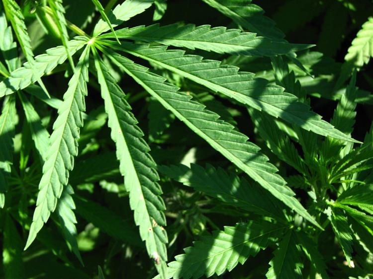 Portugal planta cannabis para medicamentos ingleses