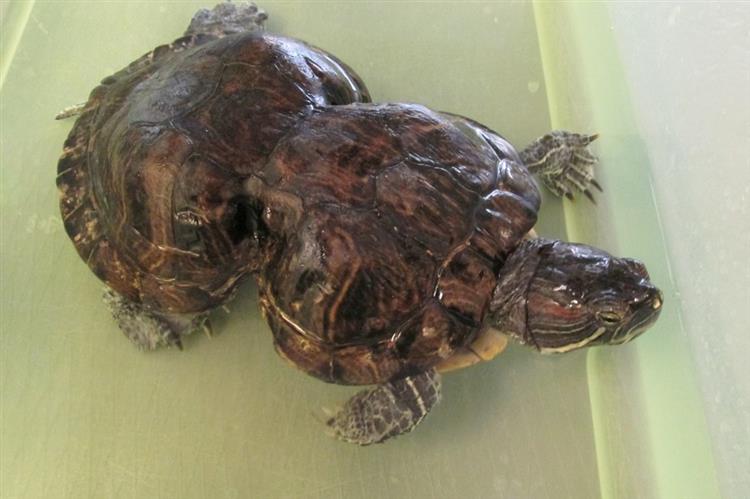 Esta tartaruga é a prova viva de que temos de parar de poluir os rios