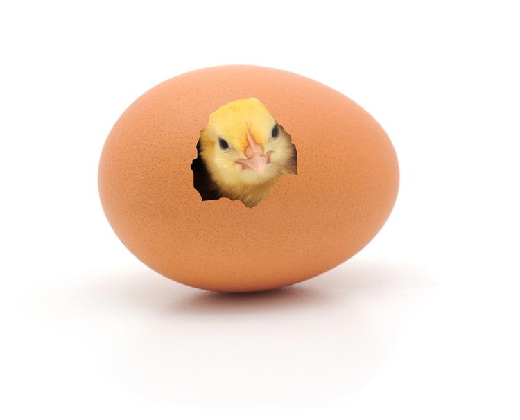 Quem nasceu primeiro: o ovo ou a galinha? Cientista revela a resposta